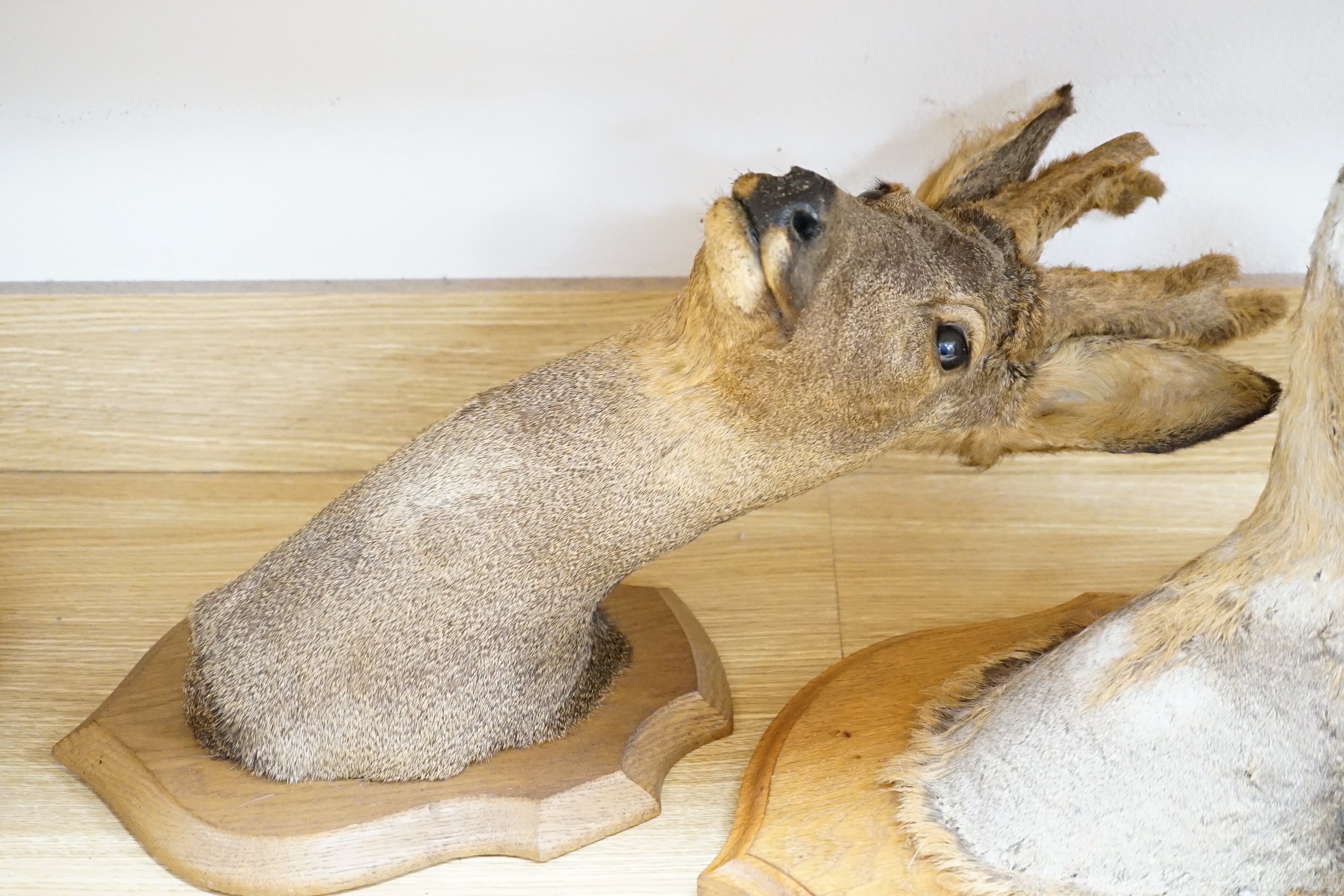 Two mounted taxidermy deer heads